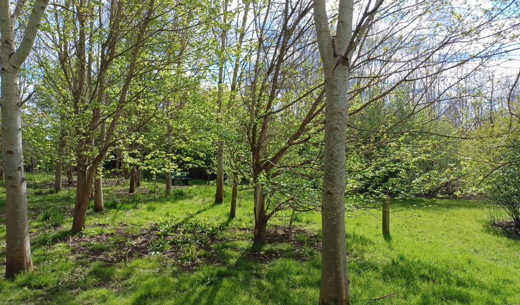 Trees standing in sunlight on a spring day at Giddings Wood