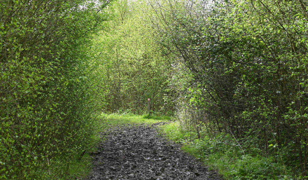The fork surrounded by in leaf shrubs and trees in the woodland path