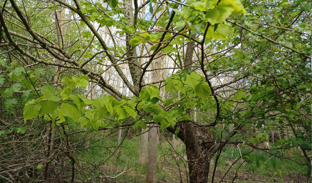 Small leaved lime tree with bent trunk at Giddings Wood