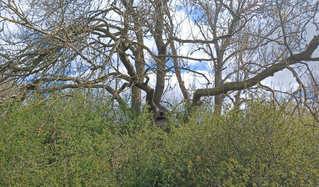 A barn owl attached to a large mature tree at Giddings Wood