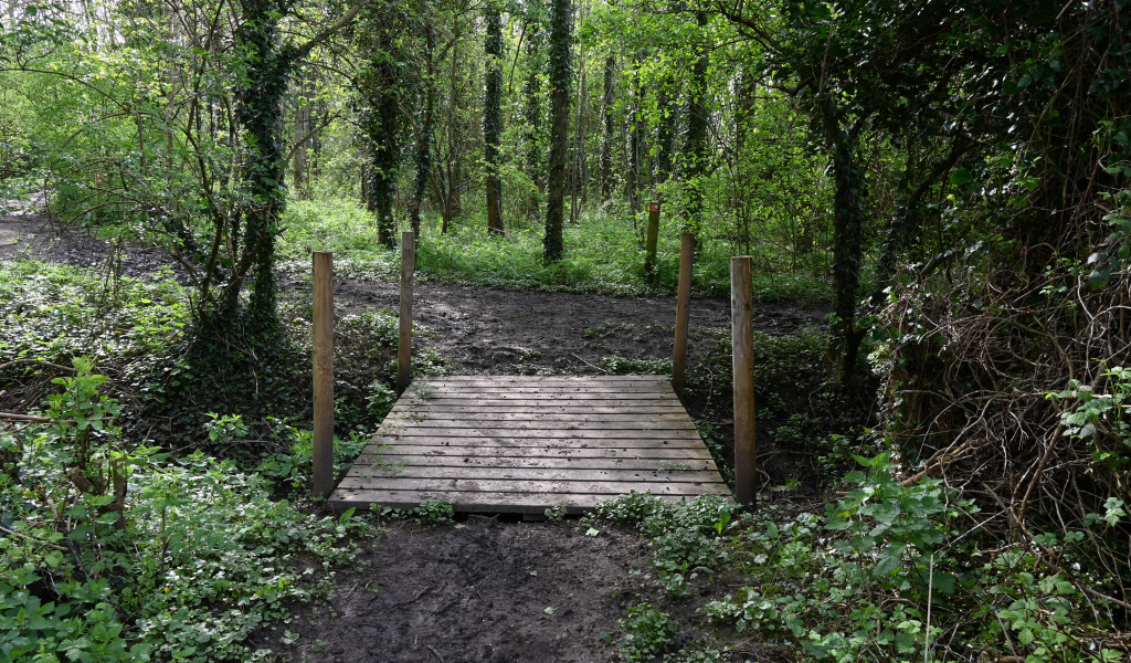 A wooden bridge over a brook in the Forest