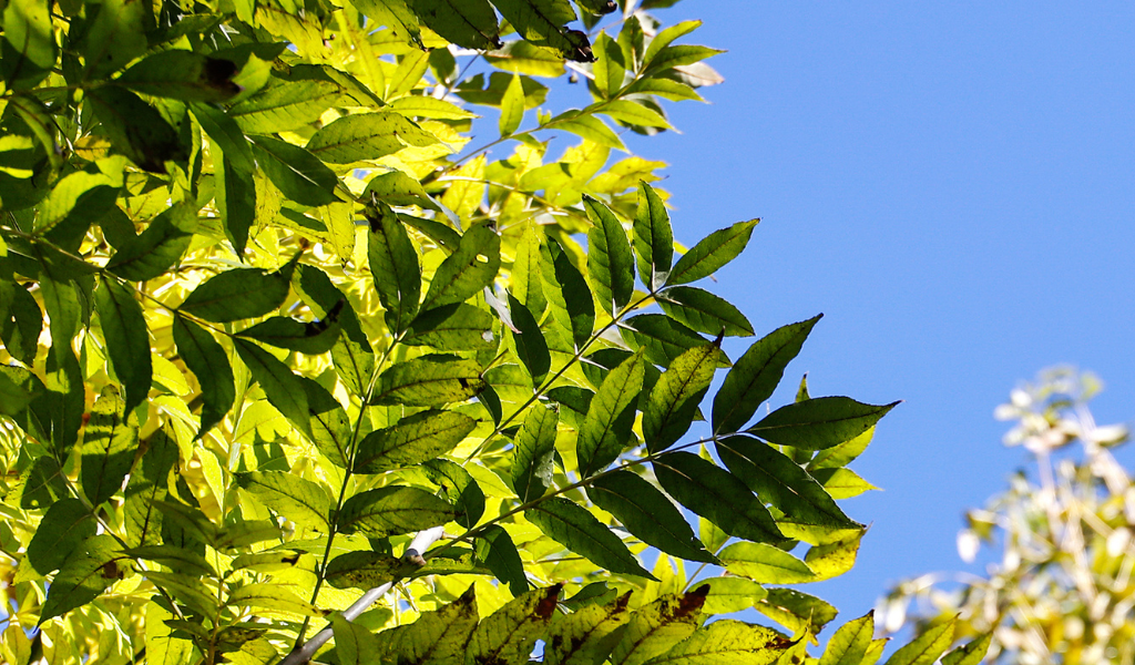 A view of ash tree leaves from the underside looking in to the sky behind