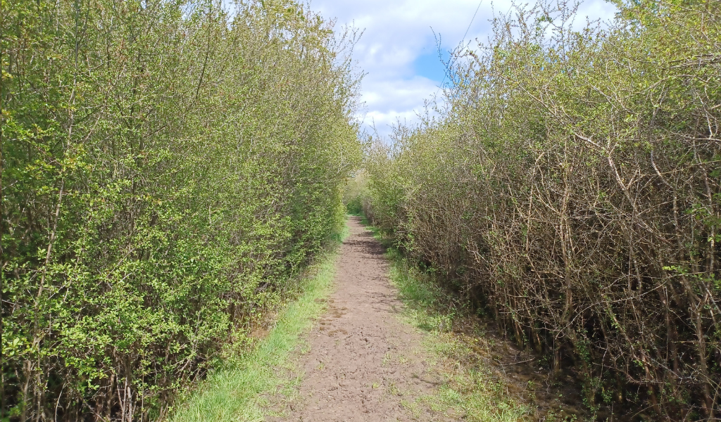 A footpath through a corridor of blackthorn in Giddings Wood