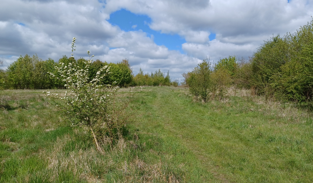 A view of the open area of Coxmere Wood on a sunny spring day