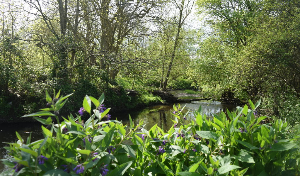 A view of the River Arrow through riverbank flora