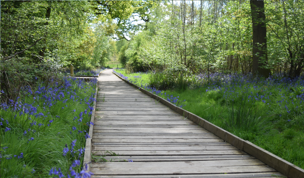 A wooden boardwalk through the Forest with bluebells surrounding