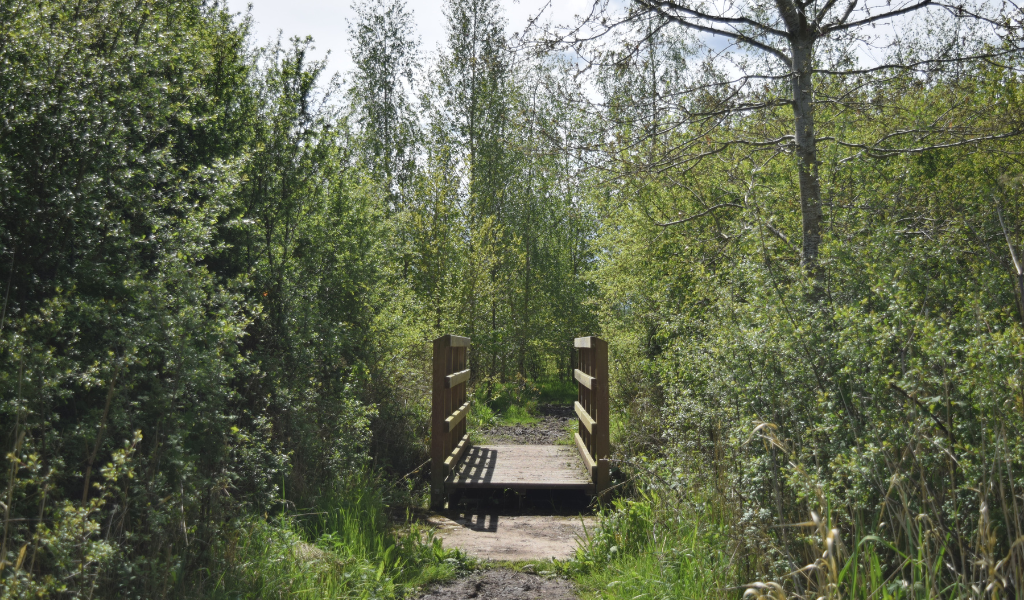 A wooden bridge over a brook with hedges either side.