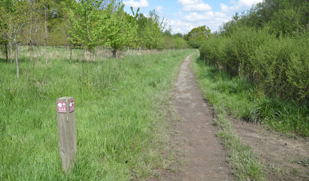 A footpath through a young woodland plantation with a hedgerow lining the pathway on the right