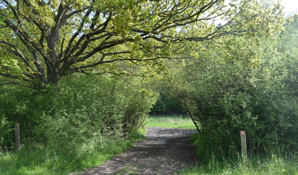A footpath leading through mature trees and an established hedgerow