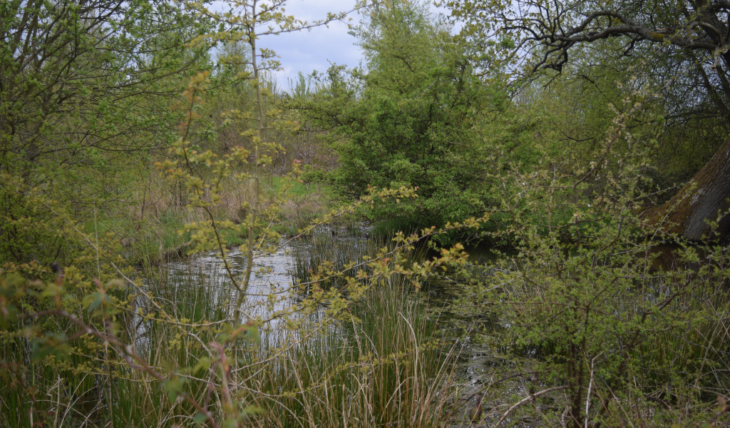 A view of the pond on the left hand side of the path.