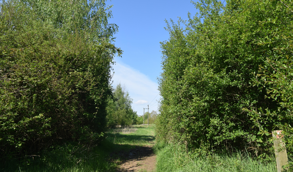 A waymarker directing the pathway through a hedgerow