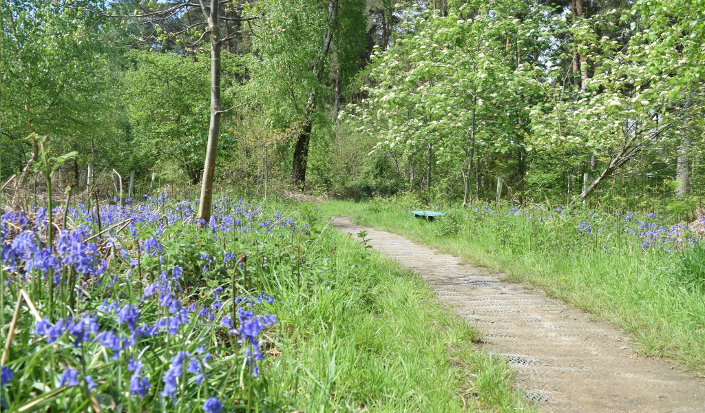 A path through the young woodland with bluebells in the forefront