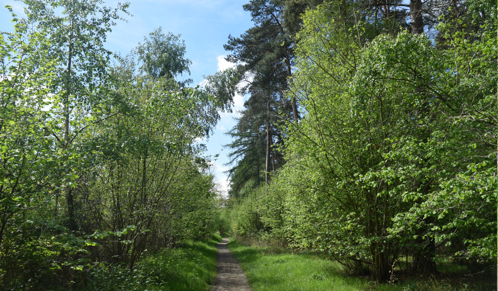 A pathway through mature trees with tall Scots pine trees in the distance