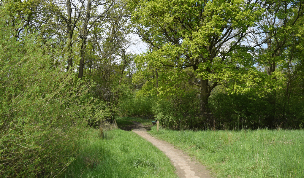 A pathway leading in to a mature area of woodland