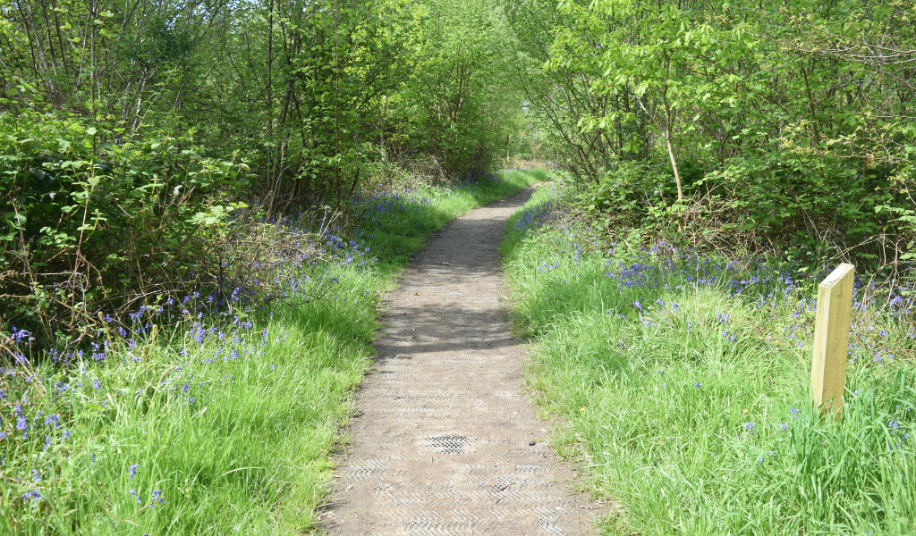 An accessible footpath leading through a woodland