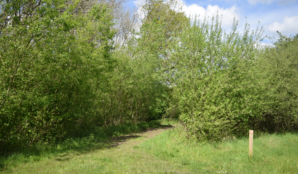 A waymarker on the right hand side pointing left towards the path, where there is a line of trees either side.
