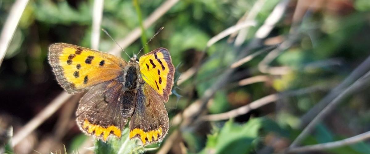 Close up of a small copper butterfly 