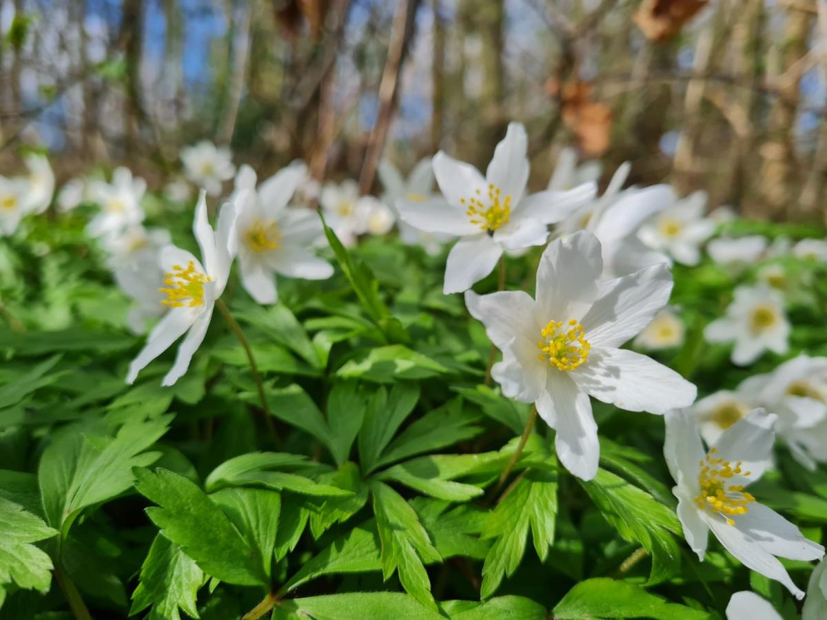 A close up of wood anemone on the woodland floor