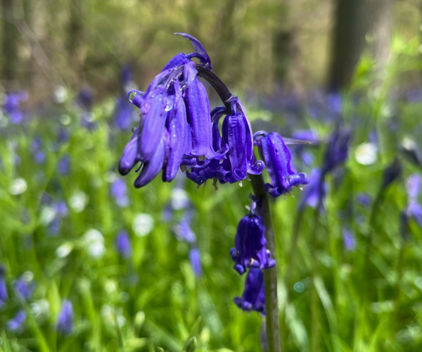 A close-up of bluebells in the Forest.