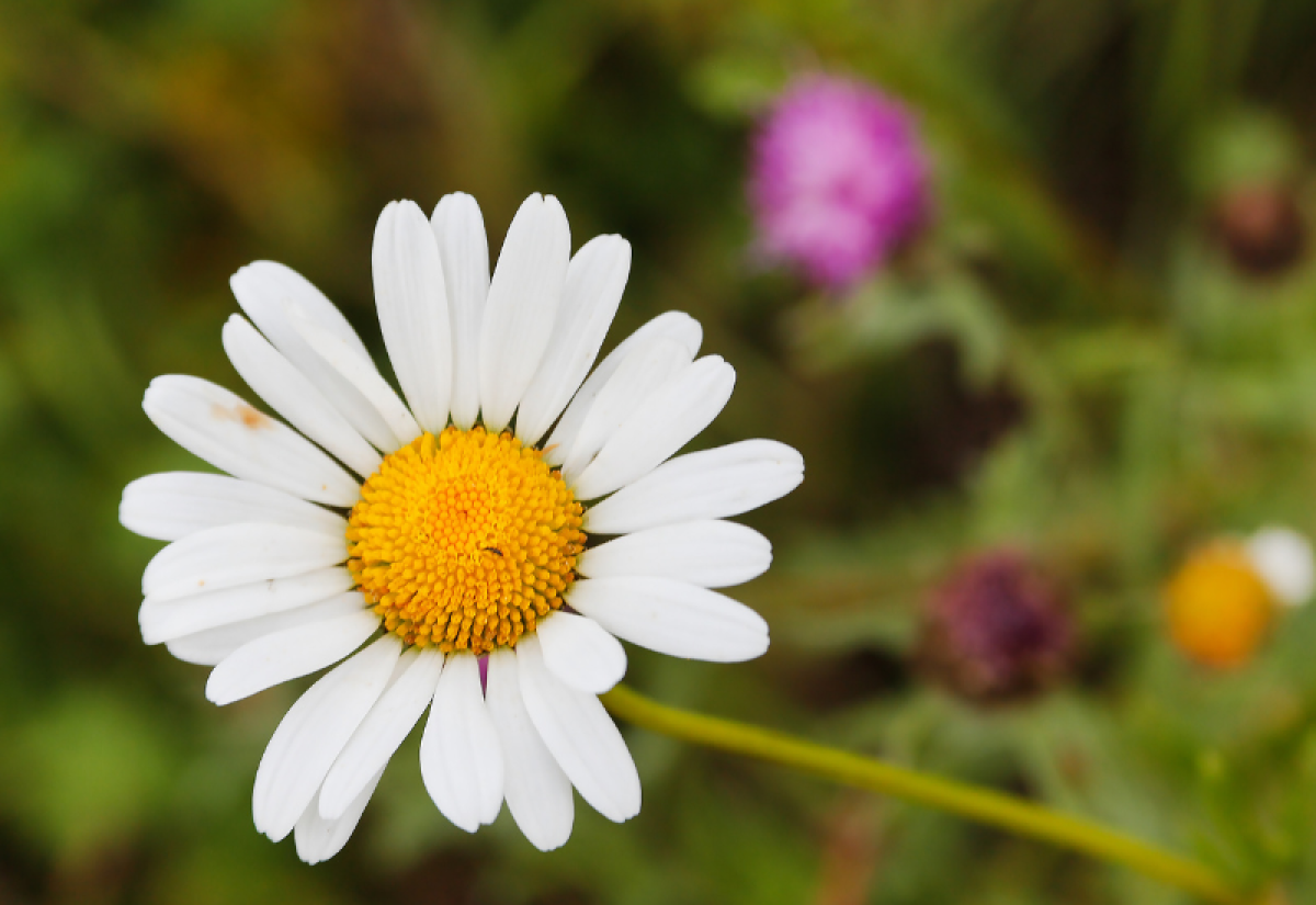 A close-up of an Oxeye Daisy in the Arboretum