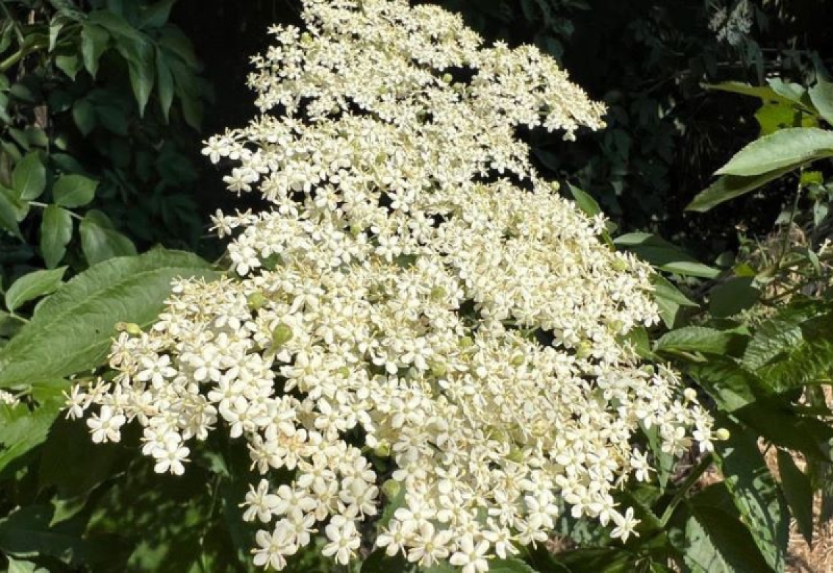 A close up of a cluster of creamy-white elder flowers on a branch with green leaves