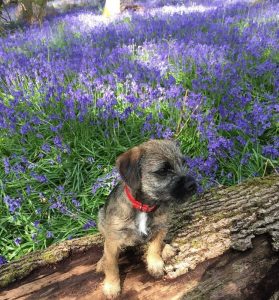 A beautiful dog enjoying the bluebells in the Forest