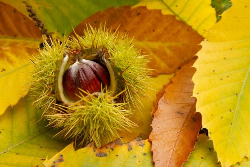 Close up of a chestnut