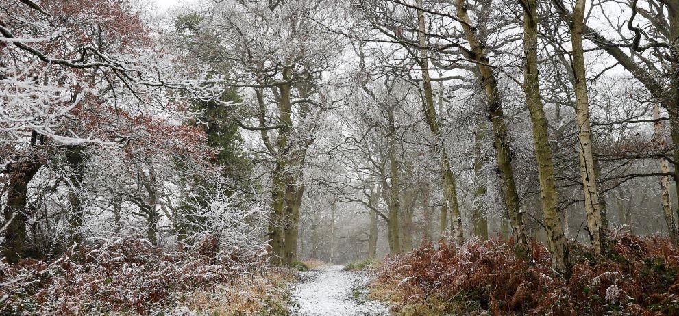 Snowy scene of a footpath through the trees 