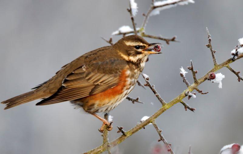 A redwing perched on a tree branch