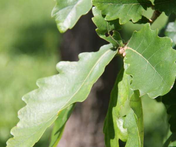 A close-up of daimyo oak leaves in the Arboretum.