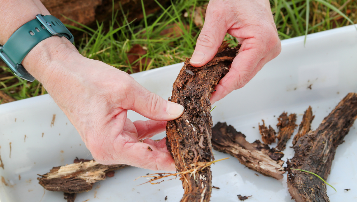 A close up of a pair of hands checking decaying wood for woodlice