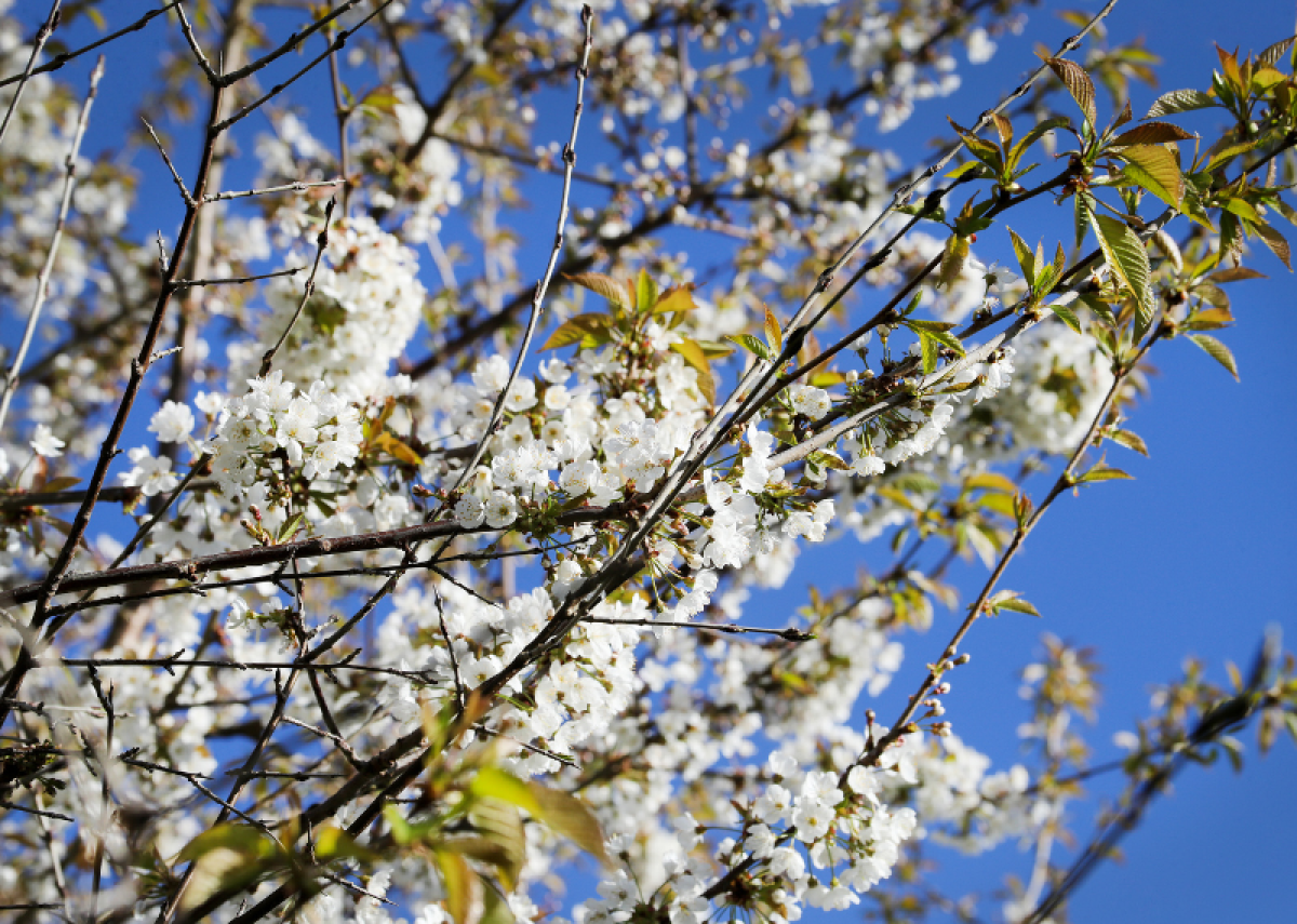 Blossom at Haydon Way Wood